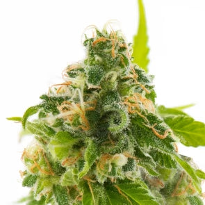Purple Marley Jackpot feminized - 10 seeds pack