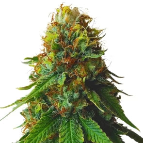 Gin & Chronic Feminized Marijuana Seeds - 10 seeds pack