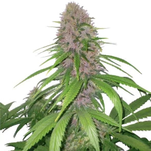 Funkadelic Bloom Feminized Marijuana Seeds - 10 seeds pack